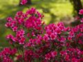 Rhododendron Silvester-1 Azalia